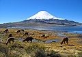 Parinacota, Chili Ḍâjâ