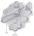 Section of submaxillary gland of kitten. Duct semidiagrammatic.