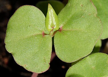 Plântula de Fagopyrum esculentum com a primeira folha verdadeira.