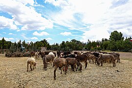 Burrolandia.