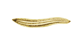 Geoplana burmeisteri