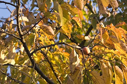 American persimmon tree bearing fruit in the fall