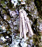 Psyche crassiorella