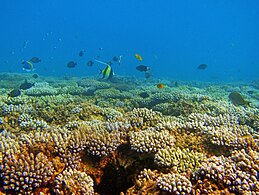 Le récif de corail frangeant à la plage de Sakouli.