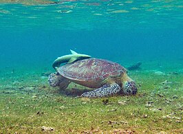 Une tortue verte (Chelonia mydas) à N’Gouja.