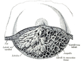 Dissection of a lactating پستان.