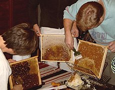 蜂の巣の表面の蜜蝋で作られた蜜蓋を取っている状況