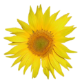 Tournesol.png