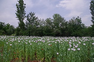 Нива со расцветан афион кај с.Сирково, Македонија