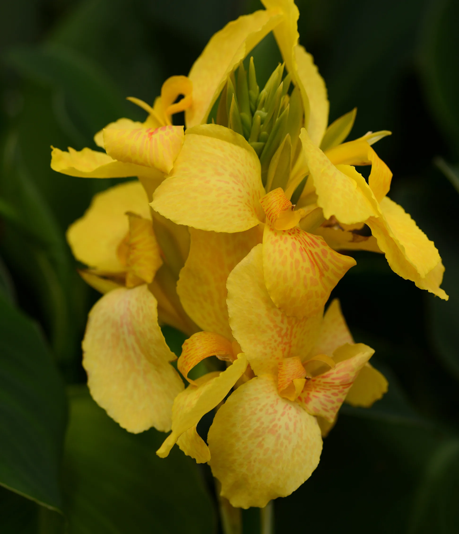 Canna 'Cannova Gold Leopard' Canna 'Cannova Gold Leopard'