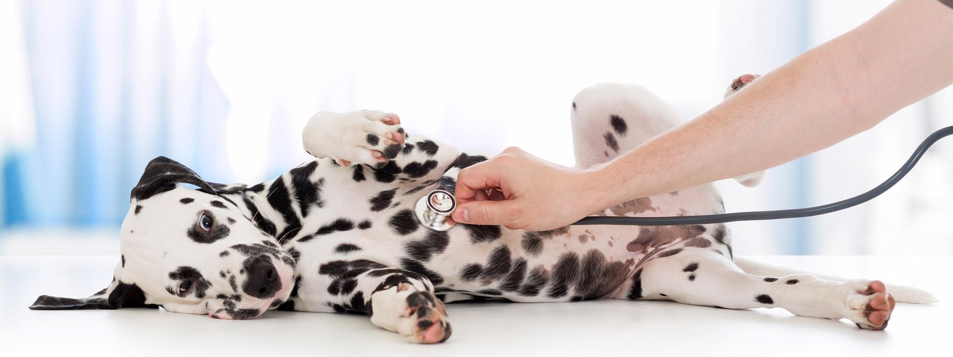 PetMD is the #1 online pet health resource.