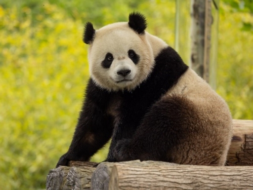 giant panda