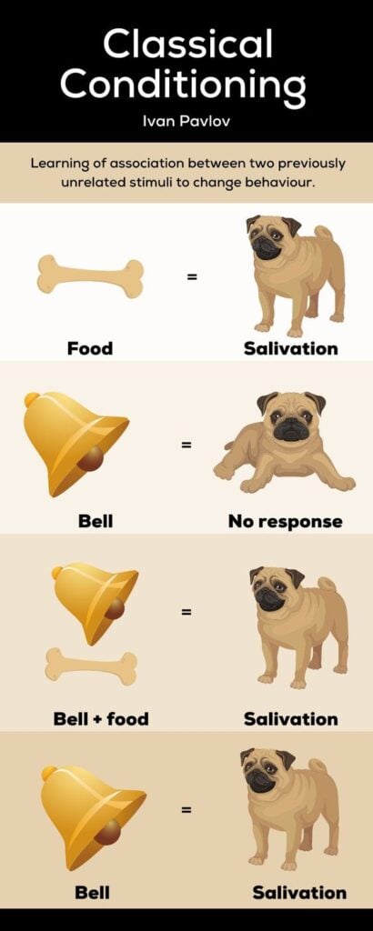 Pavlov’s Dogs Experiment 4 pavlovs dogs